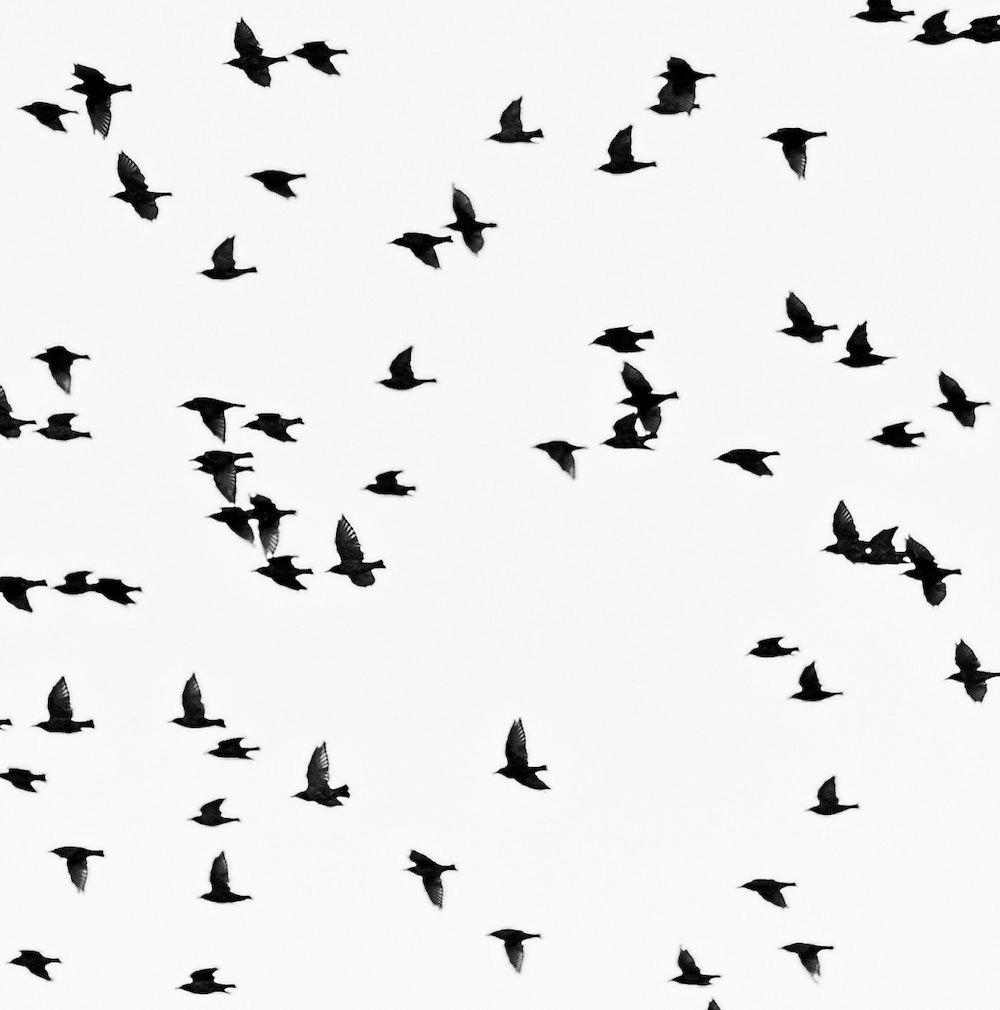 FEATURED COLLECTION: Tell The Birds